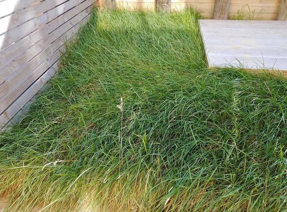 Affordable lawn care service in Sacramento, CA - Parkside Lawn Care