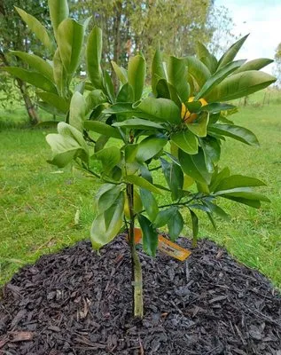 Parkside Lawn Care Logo