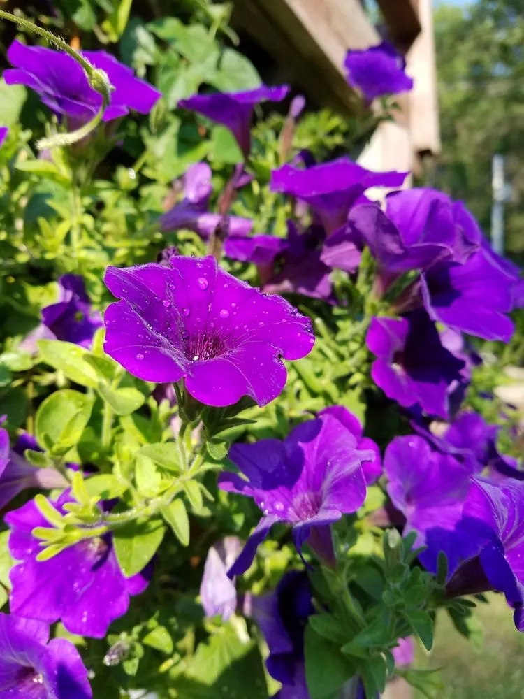 Top-rated yard maintenance experts serving Albany, NY - Parkview Landscaping and Home Improvement