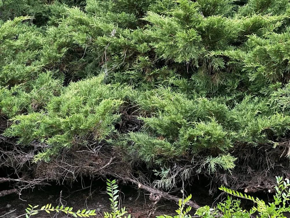 Top-rated landscape design experts serving Mill Creek, WA - Parkview Landscaping