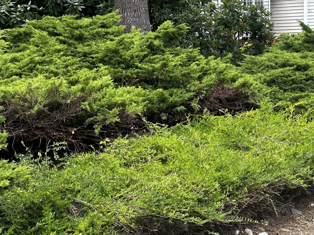 Top-rated landscaping services in Mill Creek, WA - Parkview Landscaping