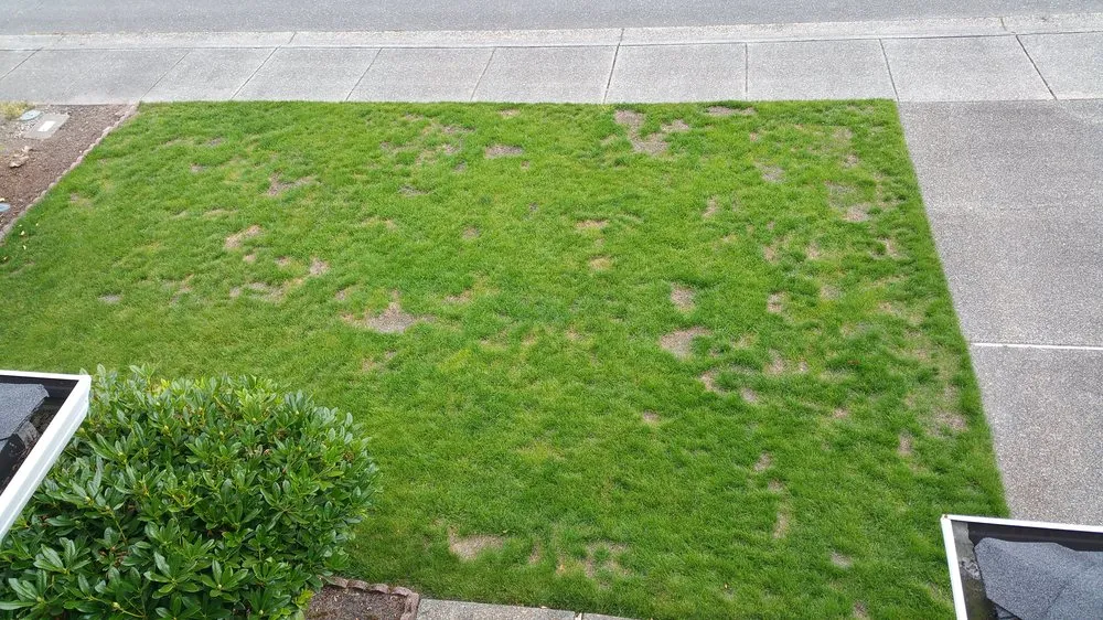 Affordable lawn mowing service in Mill Creek, WA - Parkview Landscaping