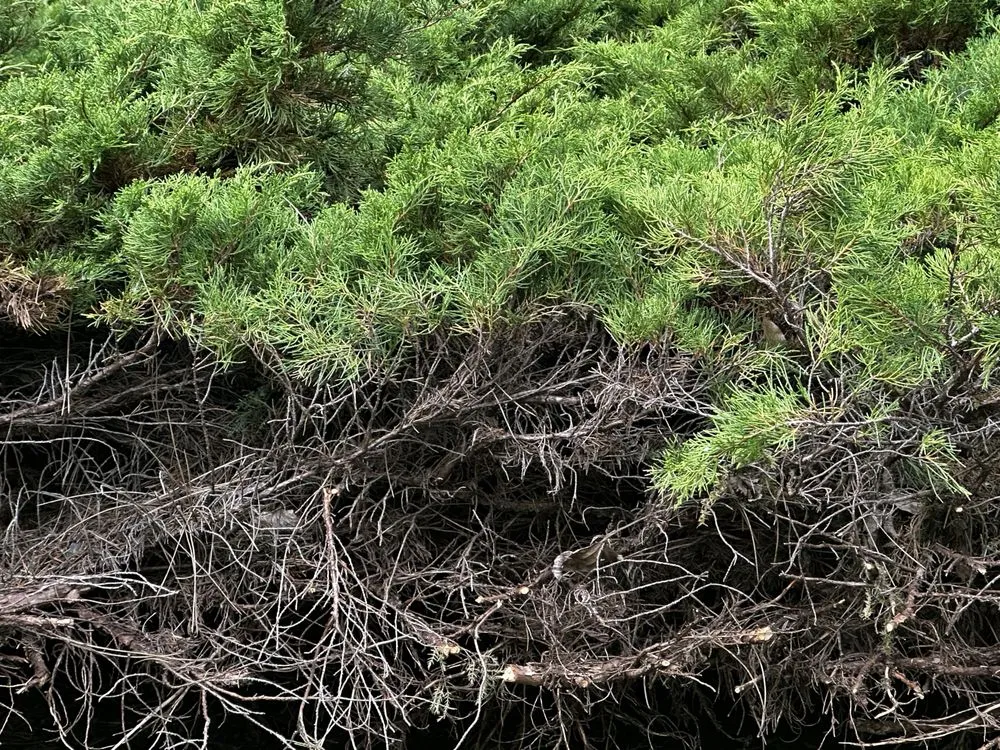 Local yard cleanup service experts serving Mill Creek, WA - Parkview Landscaping