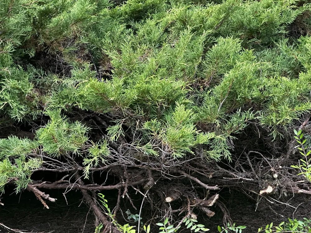 Affordable landscape design for outdoor upgrades across Mill Creek, WA - Parkview Landscaping