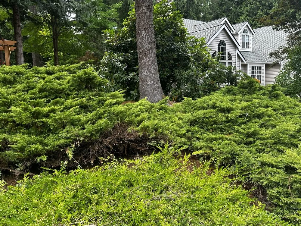 Top-rated lawn care service in Mill Creek, WA by Parkview Landscaping