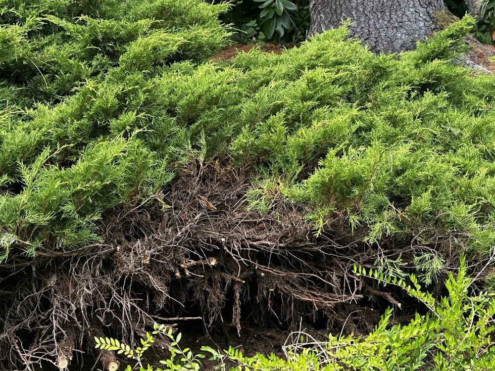 Expert lawn mowing service in Mill Creek, WA - Parkview Landscaping