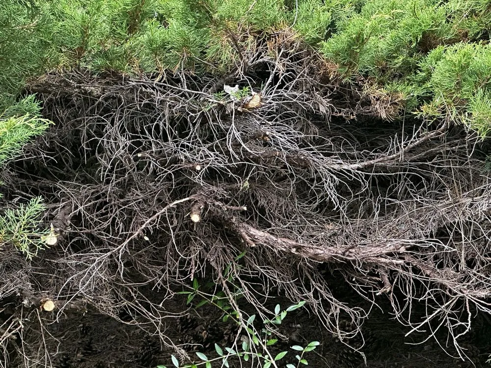 Affordable landscape design in Mill Creek, WA - Parkview Landscaping