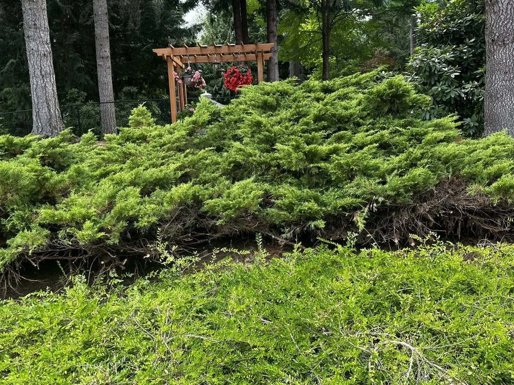 Trusted yard maintenance experts serving Mill Creek, WA - Parkview Landscaping