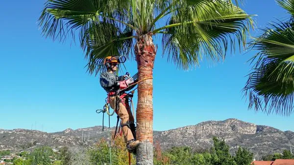 Parma’s Landscape & Tree Service Logo