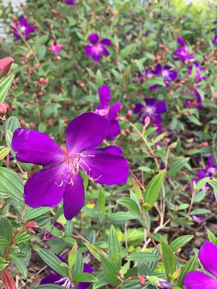 Custom landscaping services for residential properties in Altamonte Springs, FL by Parmley Environmental Services