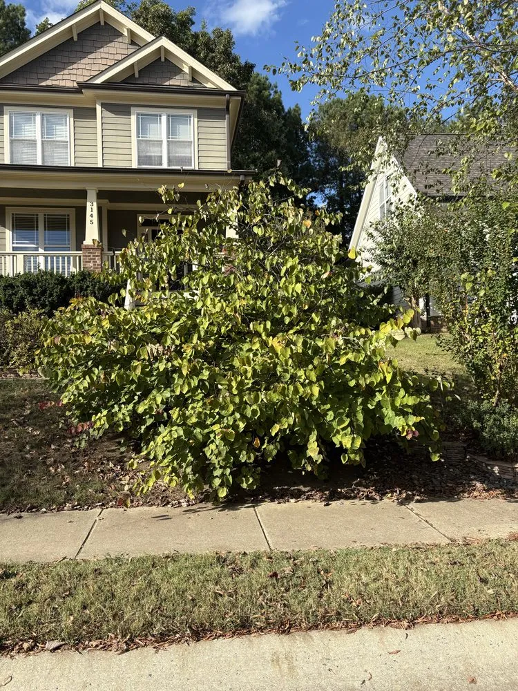 Custom yard cleanup service experts serving Youngsville, NC - Parra Outdoor Services