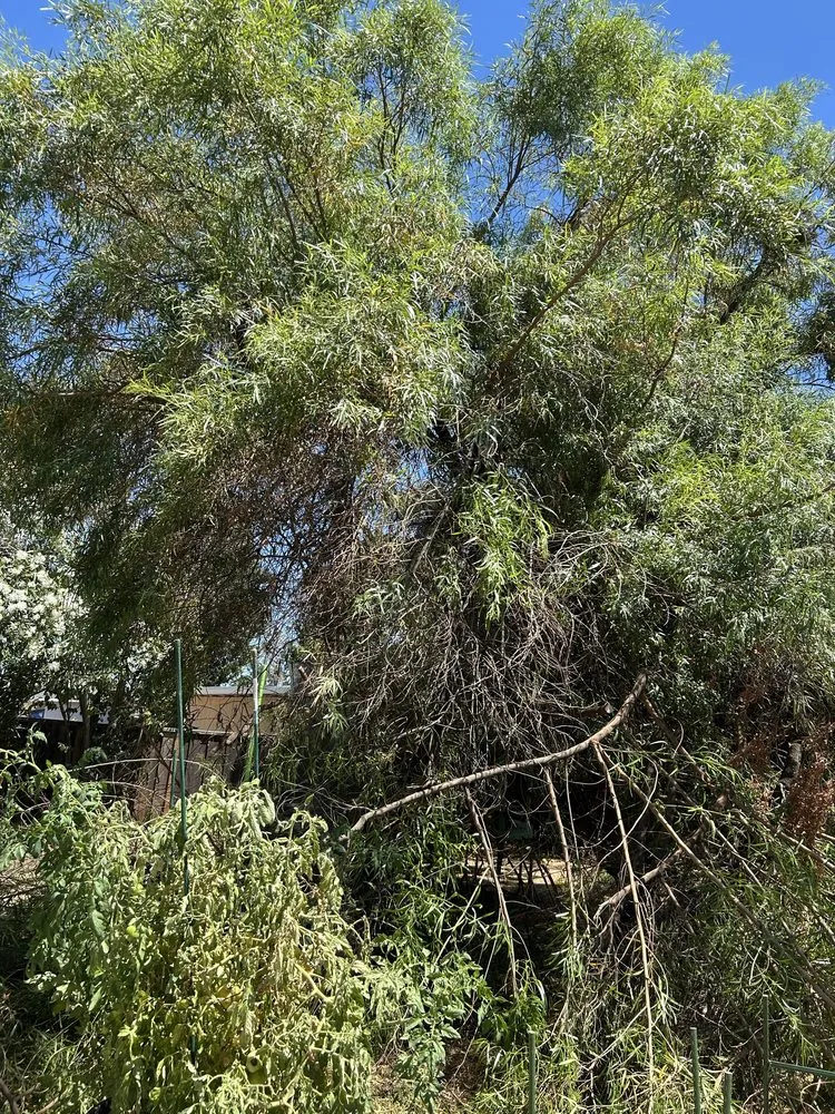 Top-rated outdoor landscaping experts serving Concord, CA - Parra Trees & Construction