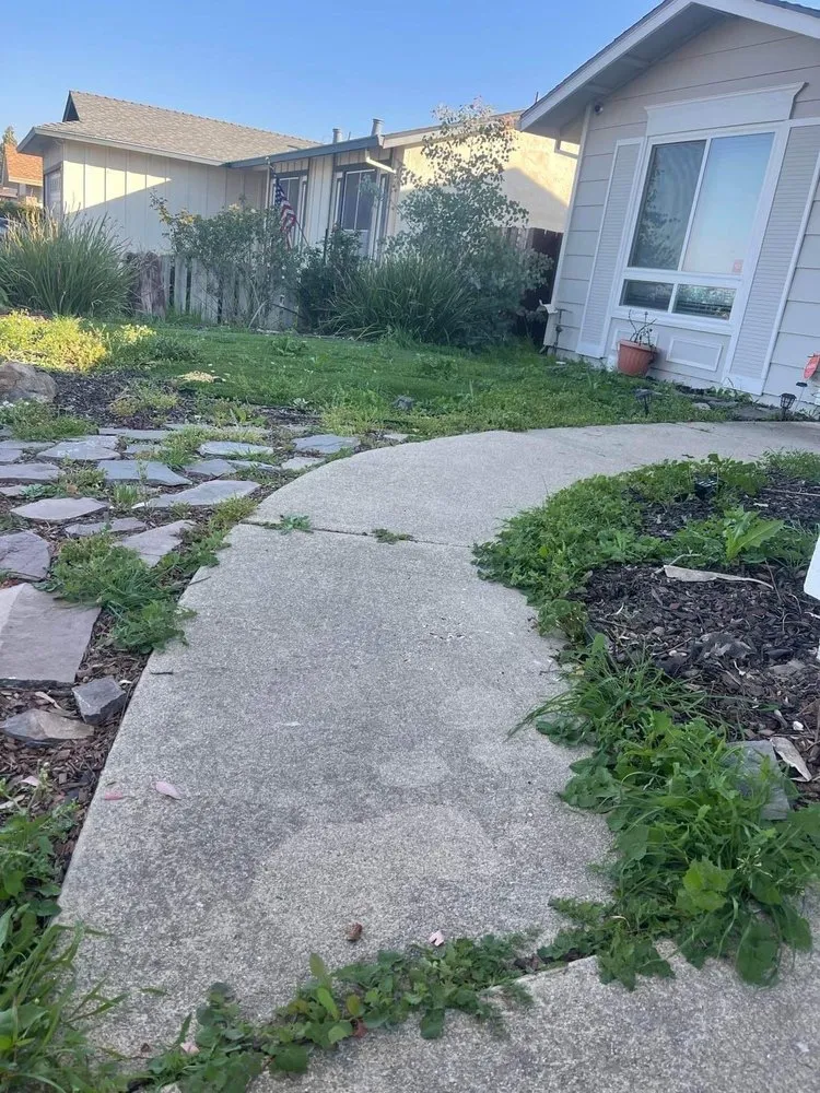 Affordable yard cleanup service in Concord, CA - Parra Trees & Construction