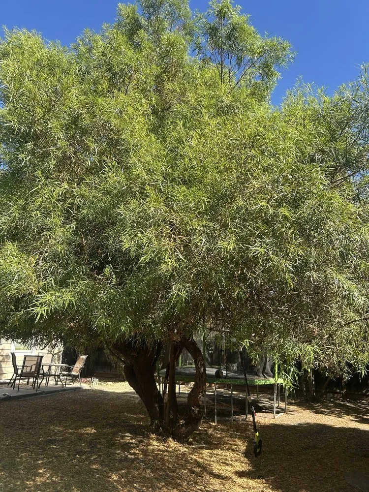 Professional residential landscaping in Concord, CA - Parra Trees & Construction