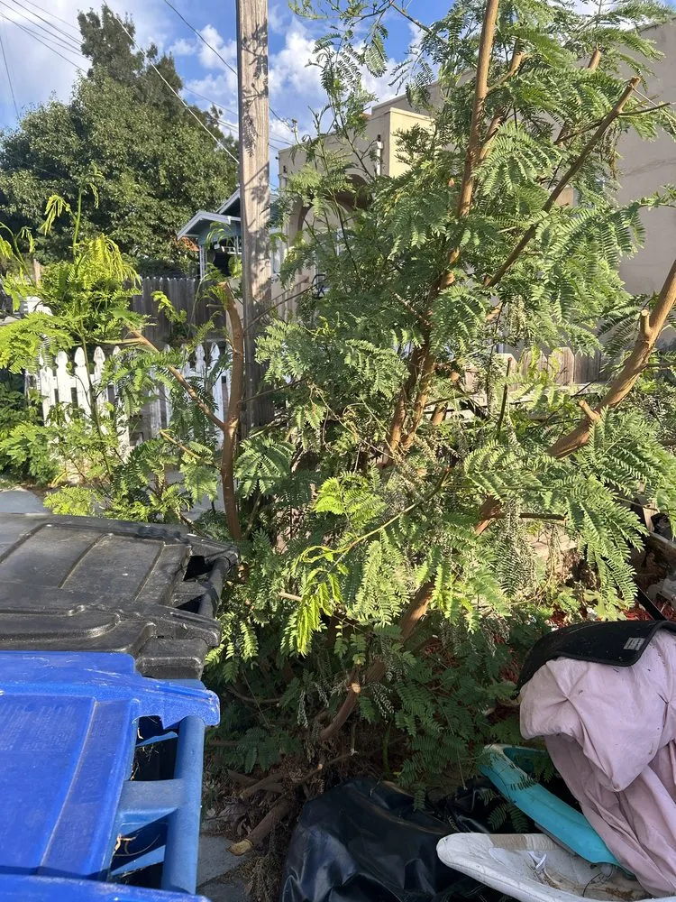 Top-rated yard maintenance experts serving Concord, CA - Parra Trees & Construction