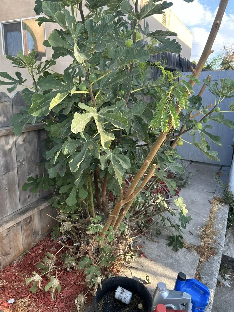 Custom lawn care service in Concord, CA by Parra Trees & Construction