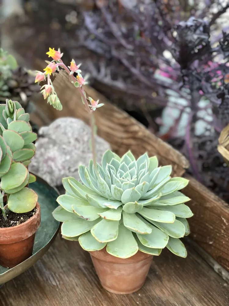 Professional yard cleanup service for outdoor upgrades in Pawling, NY by Parrino's Greenhouses Garden Center & Florist