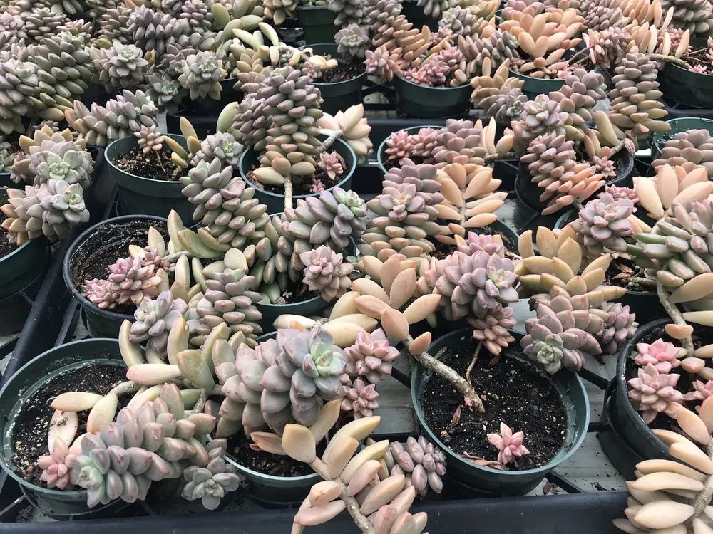 Top-rated yard maintenance for outdoor upgrades across Pawling, NY - Parrino's Greenhouses Garden Center & Florist