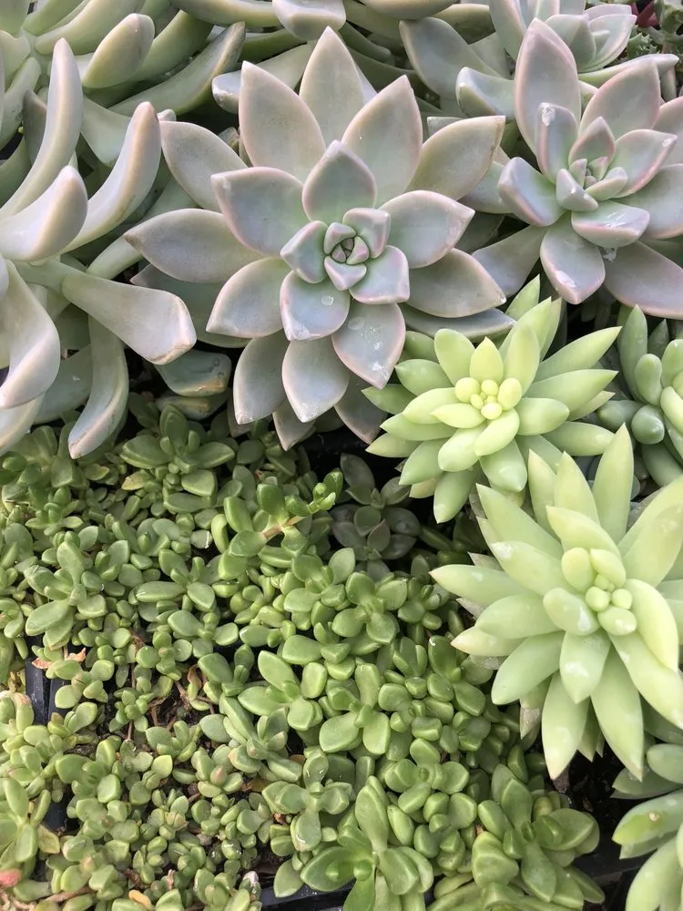 Trusted garden landscaping experts serving Pawling, NY - Parrino's Greenhouses Garden Center & Florist