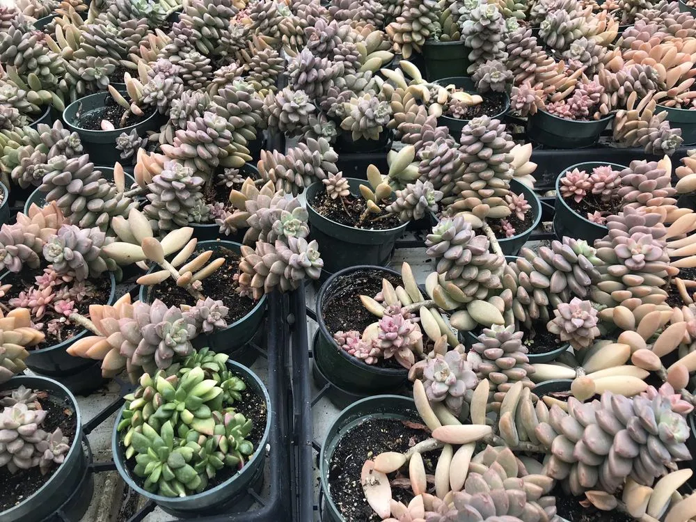 Affordable landscape design for year-round maintenance in Pawling, NY by Parrino's Greenhouses Garden Center & Florist