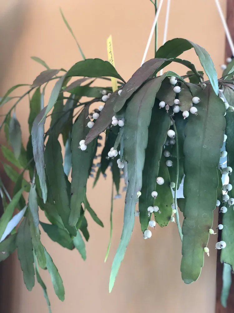 Affordable yard maintenance in Pawling, NY by Parrino's Greenhouses Garden Center & Florist