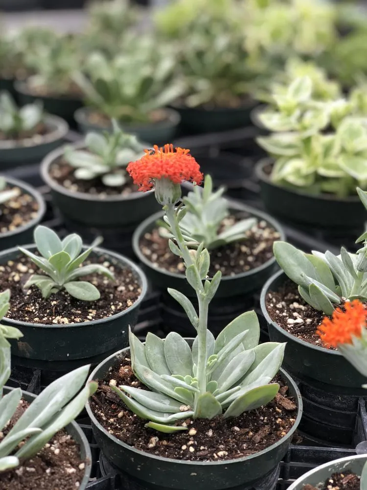 Top-rated landscape design in Pawling, NY - Parrino's Greenhouses Garden Center & Florist