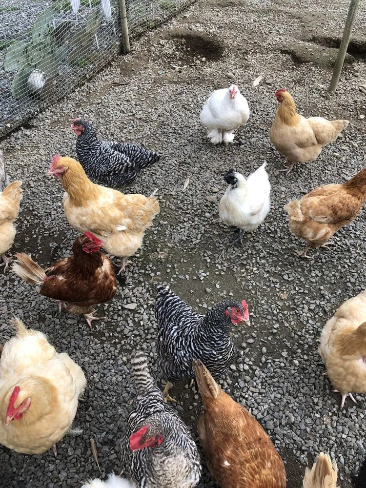 Professional residential landscaping for homes in Pawling, NY by Parrino's Greenhouses Garden Center & Florist