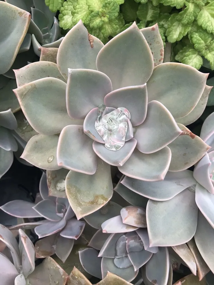 Expert landscaping services in Pawling, NY - Parrino's Greenhouses Garden Center & Florist