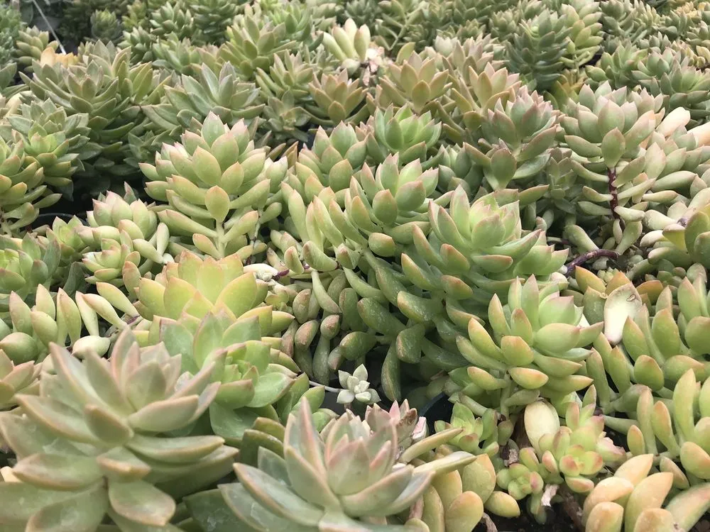 Local landscape installation in Pawling, NY by Parrino's Greenhouses Garden Center & Florist