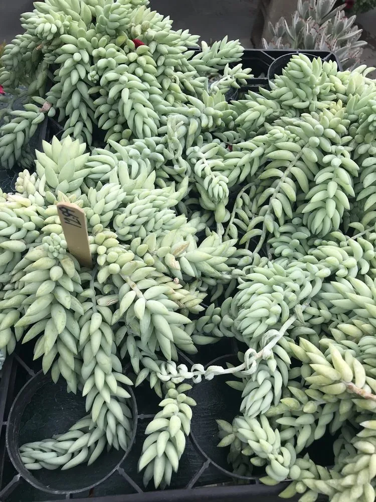 Professional garden landscaping in Pawling, NY by Parrino's Greenhouses Garden Center & Florist