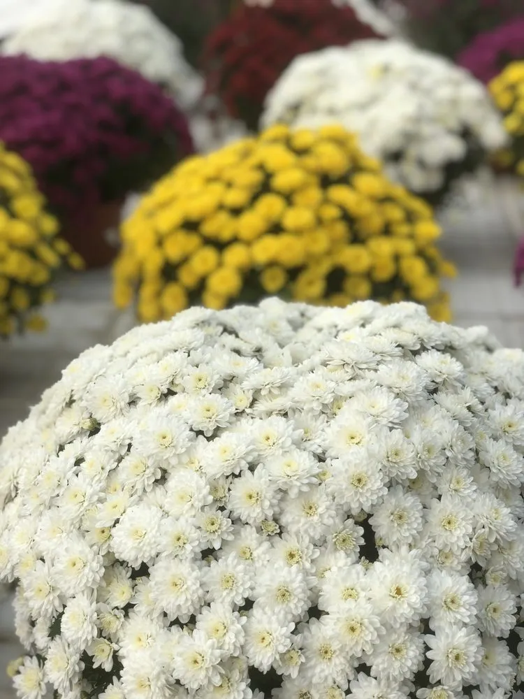 Professional garden landscaping experts serving Pawling, NY - Parrino's Greenhouses Garden Center & Florist