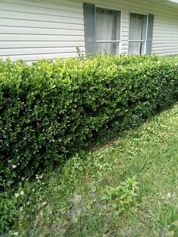 Custom landscape design in Lake Butler, FL - Parrish Property Maintenance And Handyman Service