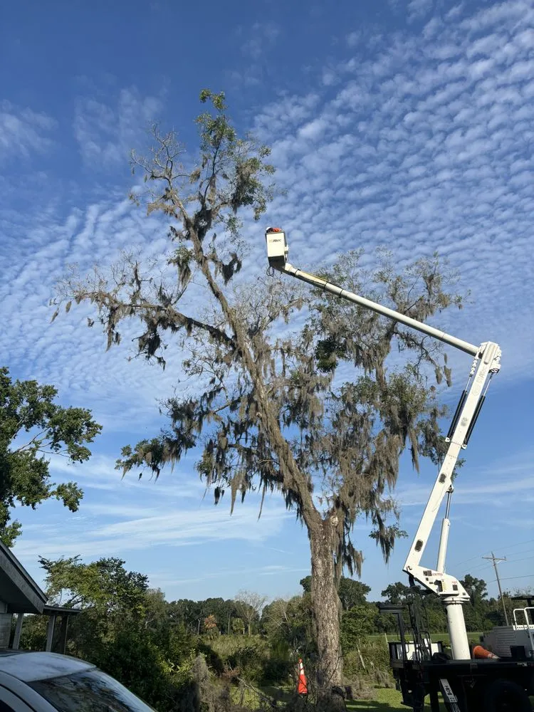 Custom outdoor landscaping in Bell, FL by Parrish Tree Service
