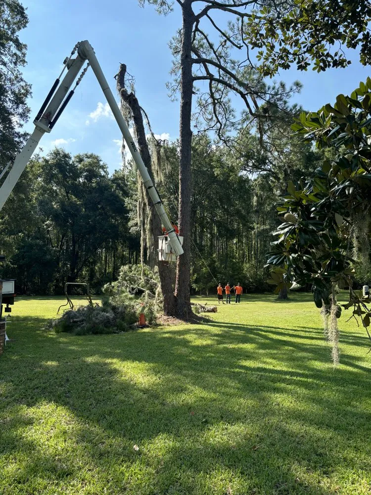 Reliable yard cleanup service in Bell, FL by Parrish Tree Service