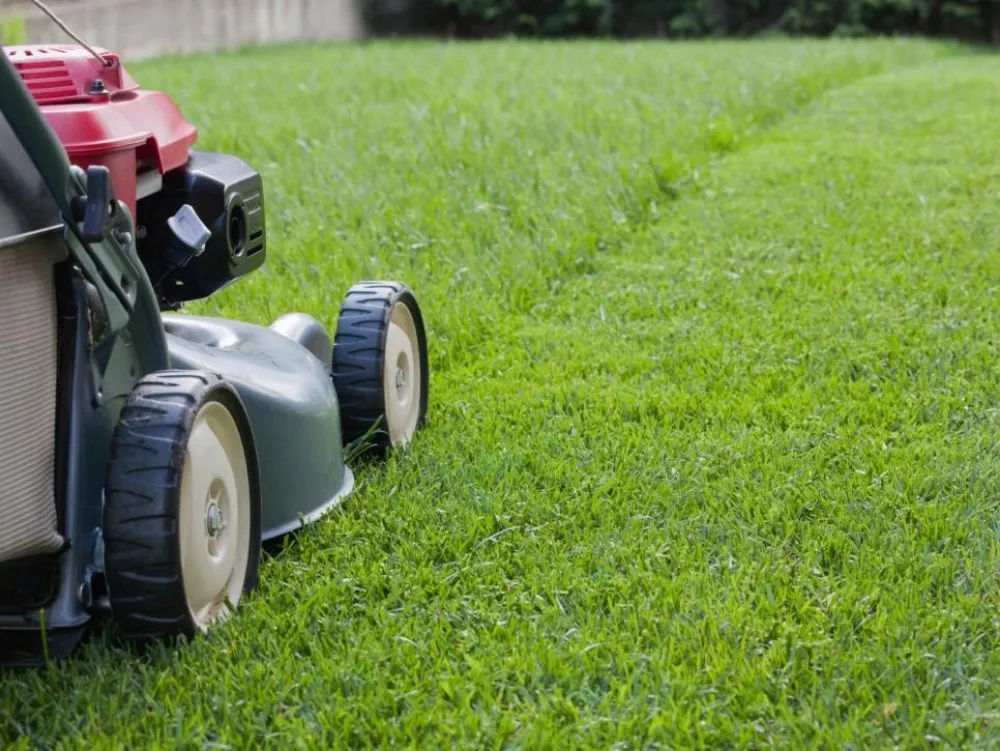 Trusted yard cleanup service in Vinemont, AL by Parrott's Lawn Care