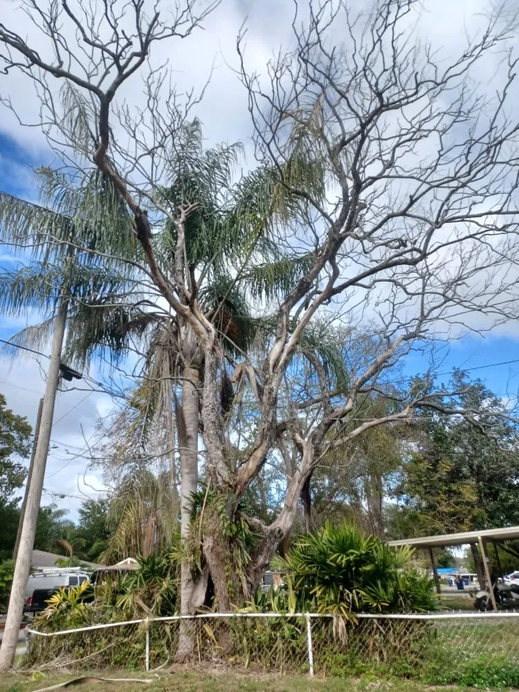 Expert landscape design in Gibsonton, FL - Parsons Property Renovations