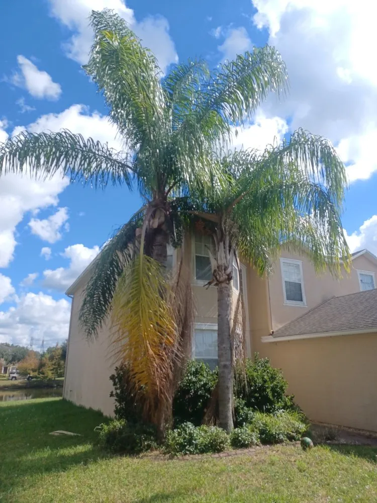 Local lawn care service experts serving Gibsonton, FL - Parsons Property Renovations