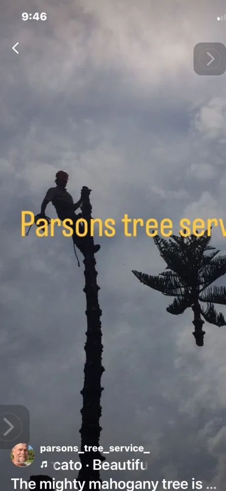 Custom yard cleanup service in Hollywood, FL - Parsons Tree Service