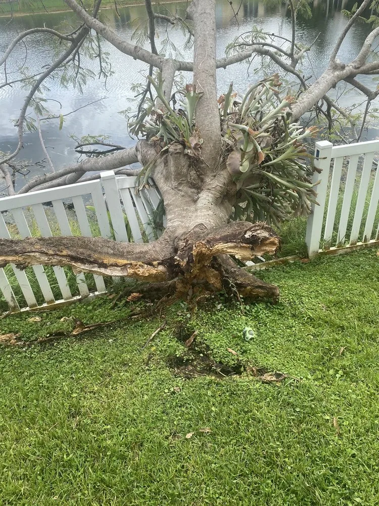 Top-rated lawn care service for homes across Hollywood, FL - Parsons Tree Service