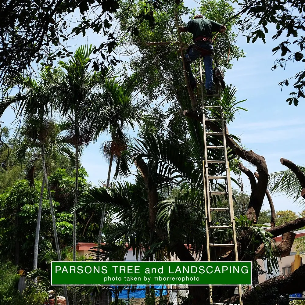 Affordable lawn care service experts serving Hollywood, FL - Parsons Tree Service