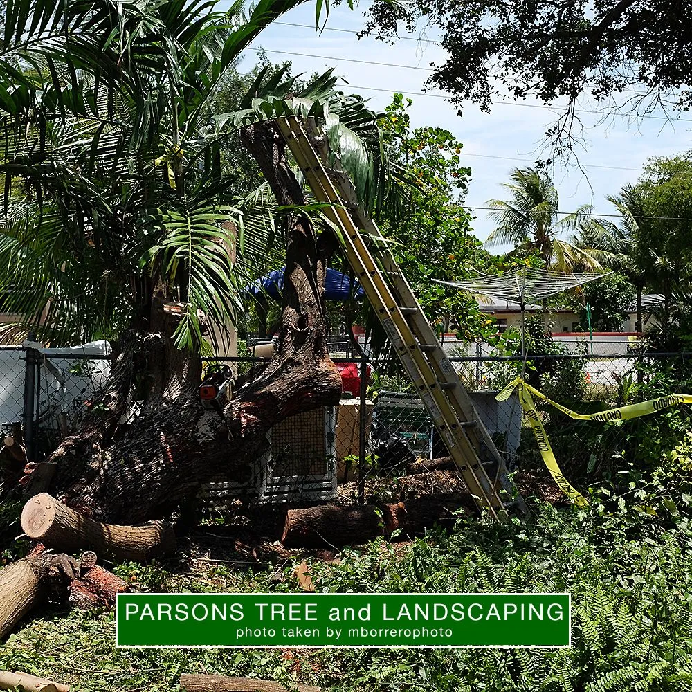Trusted lawn mowing service in Hollywood, FL - Parsons Tree Service