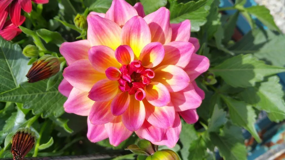 Custom lawn mowing service in Marinette, WI - Parthie Landscape & Stone