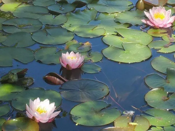 Top-rated landscape installation in Marinette, WI by Parthie Landscape & Stone