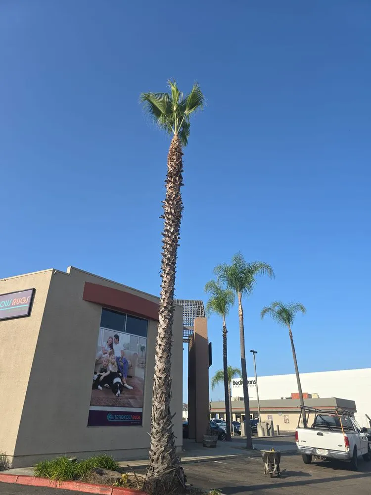 Trusted lawn care service in National City, CA - Partida's Maintenance