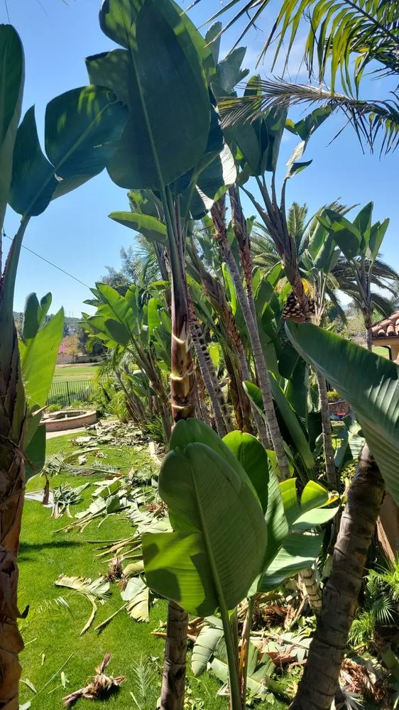 Professional outdoor landscaping experts serving National City, CA - Partida's Maintenance