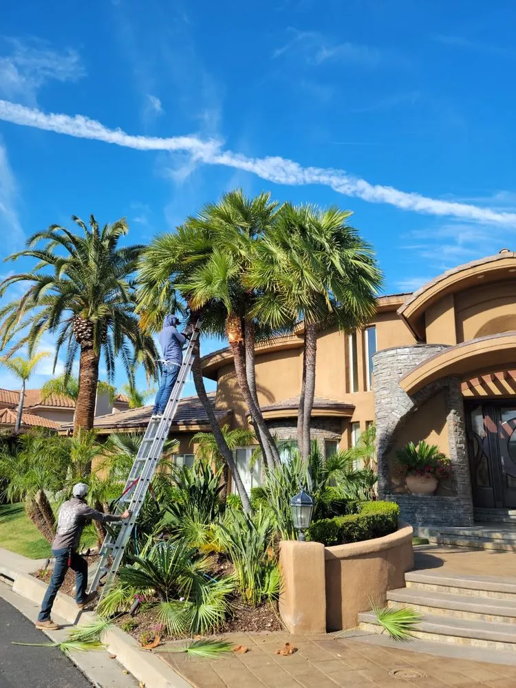 Reliable yard maintenance experts serving National City, CA - Partida's Maintenance