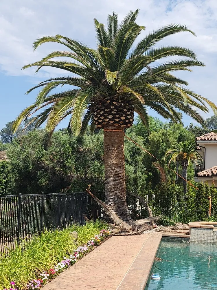 Top-rated landscape design in National City, CA by Partida's Maintenance