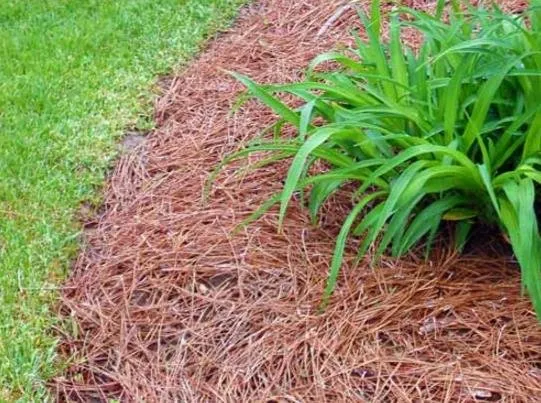 Custom garden landscaping experts serving Jacksonville, TX - Partin Mowing