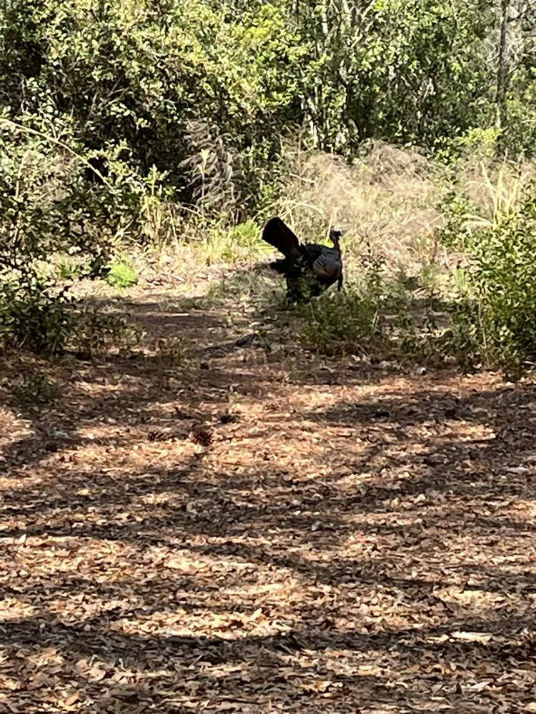 Custom lawn care service for outdoor upgrades across Leesburg, FL - Pa’s Garden Service