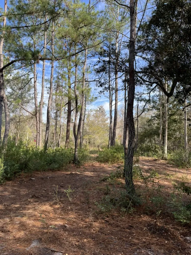 Trusted landscape installation for outdoor upgrades across Leesburg, FL - Pa’s Garden Service